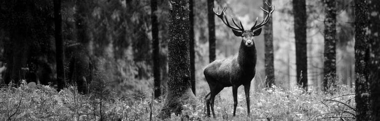 Chasseur + Cueilleur