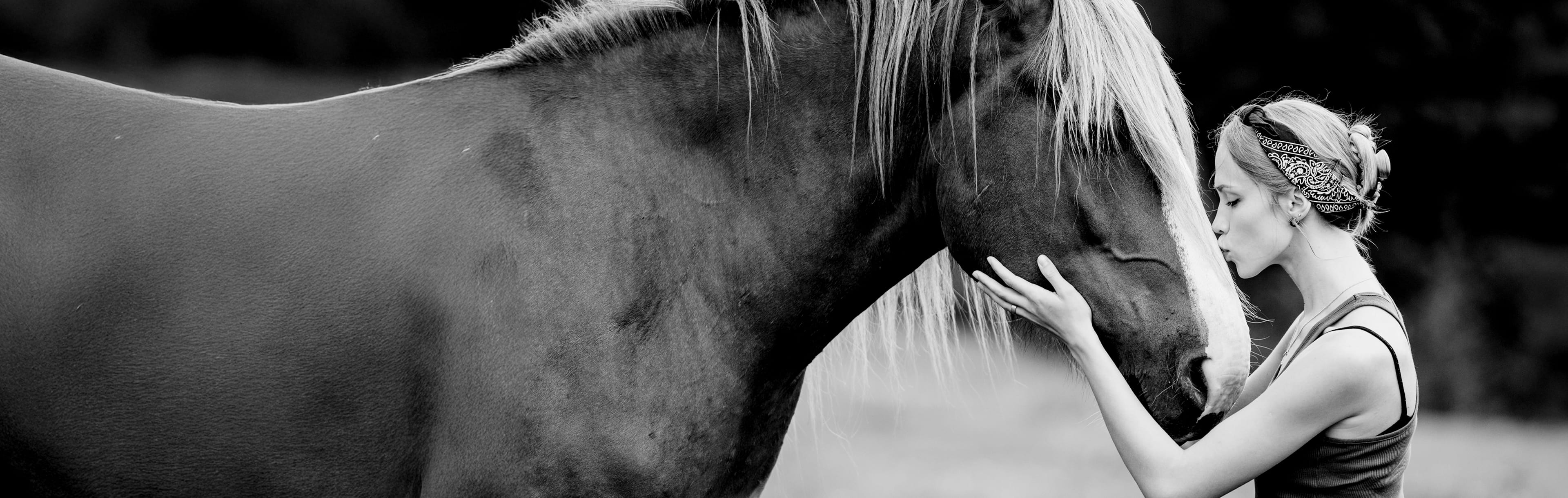 Kollektionsbanner Horses