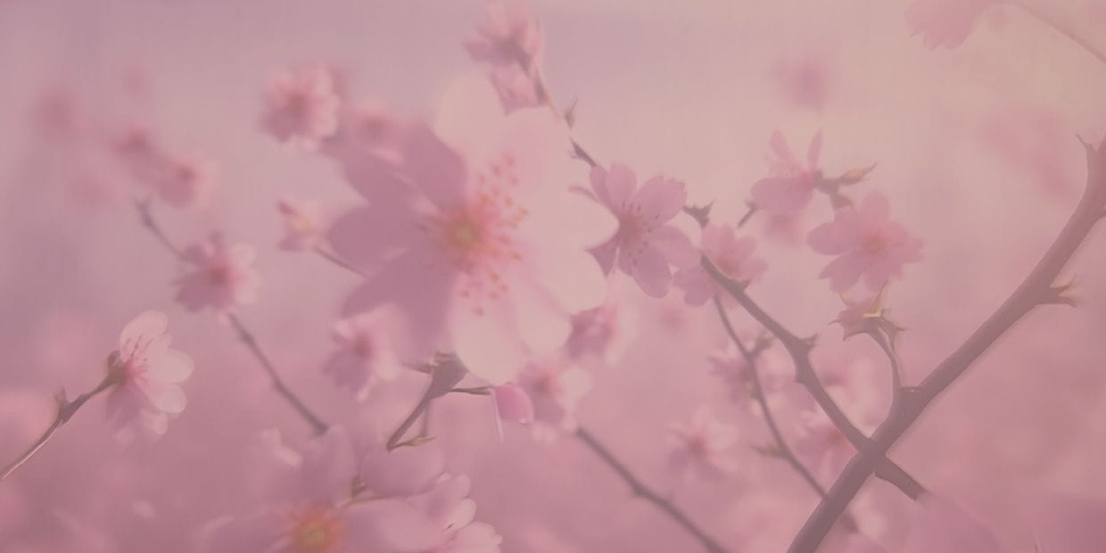 Kirschblüten